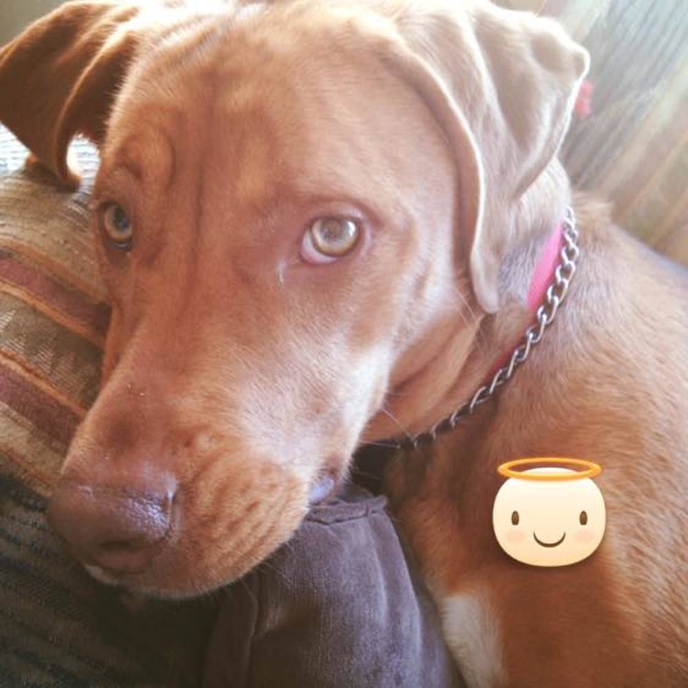 Meet your Posher, Kali